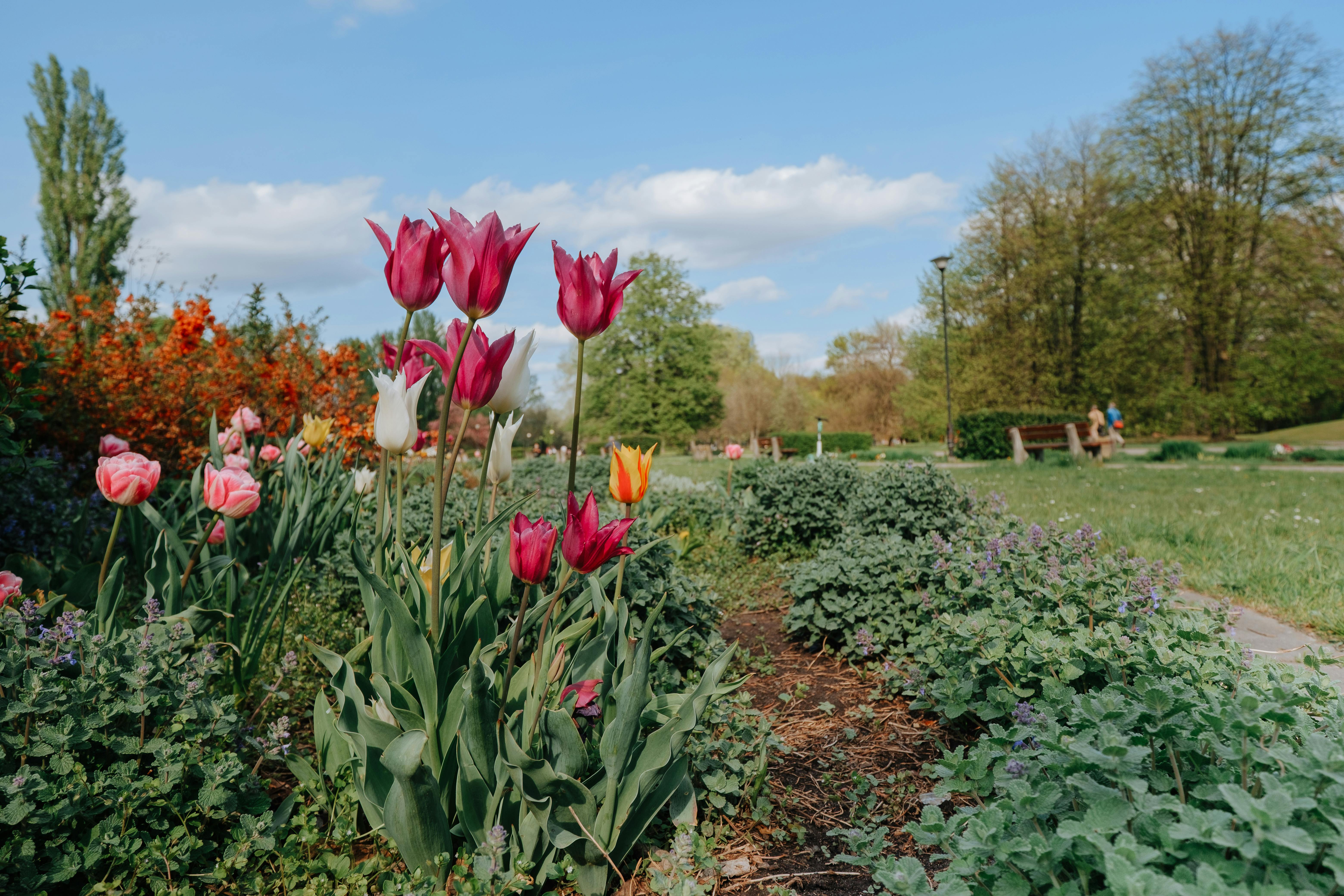 Tulips